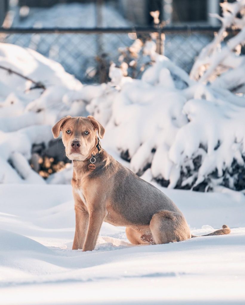 Adult Labsky Hybrid Dog Sitting on Snow