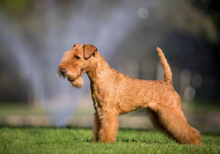 Dogs That Don't Smell 30 Least Smelly Dog Breeds Puplore