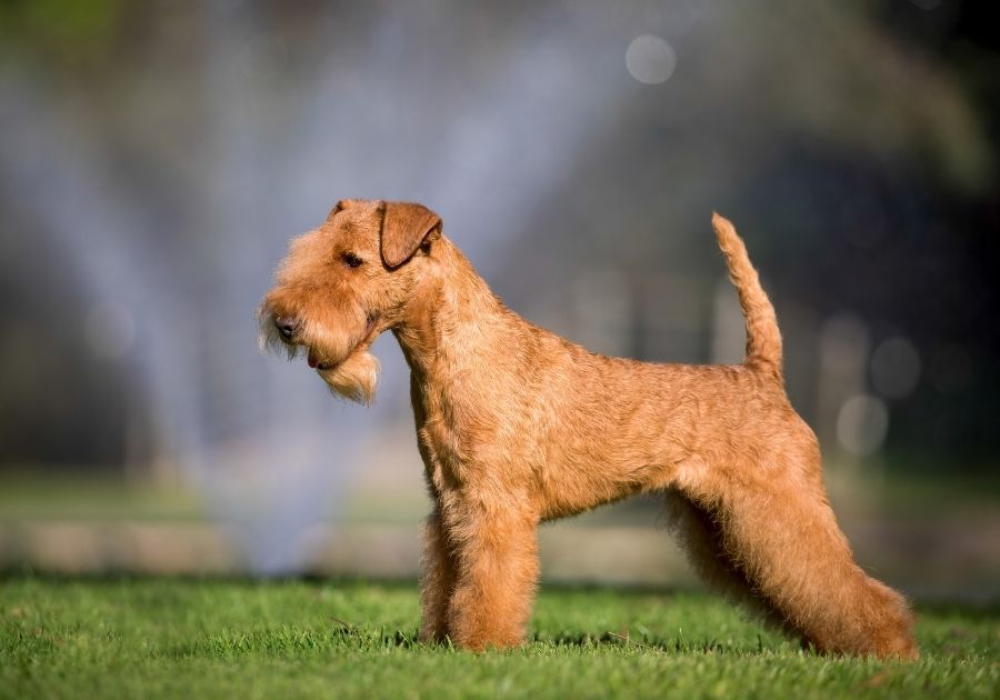 Lakeland Terrier Dog Standing on Grass