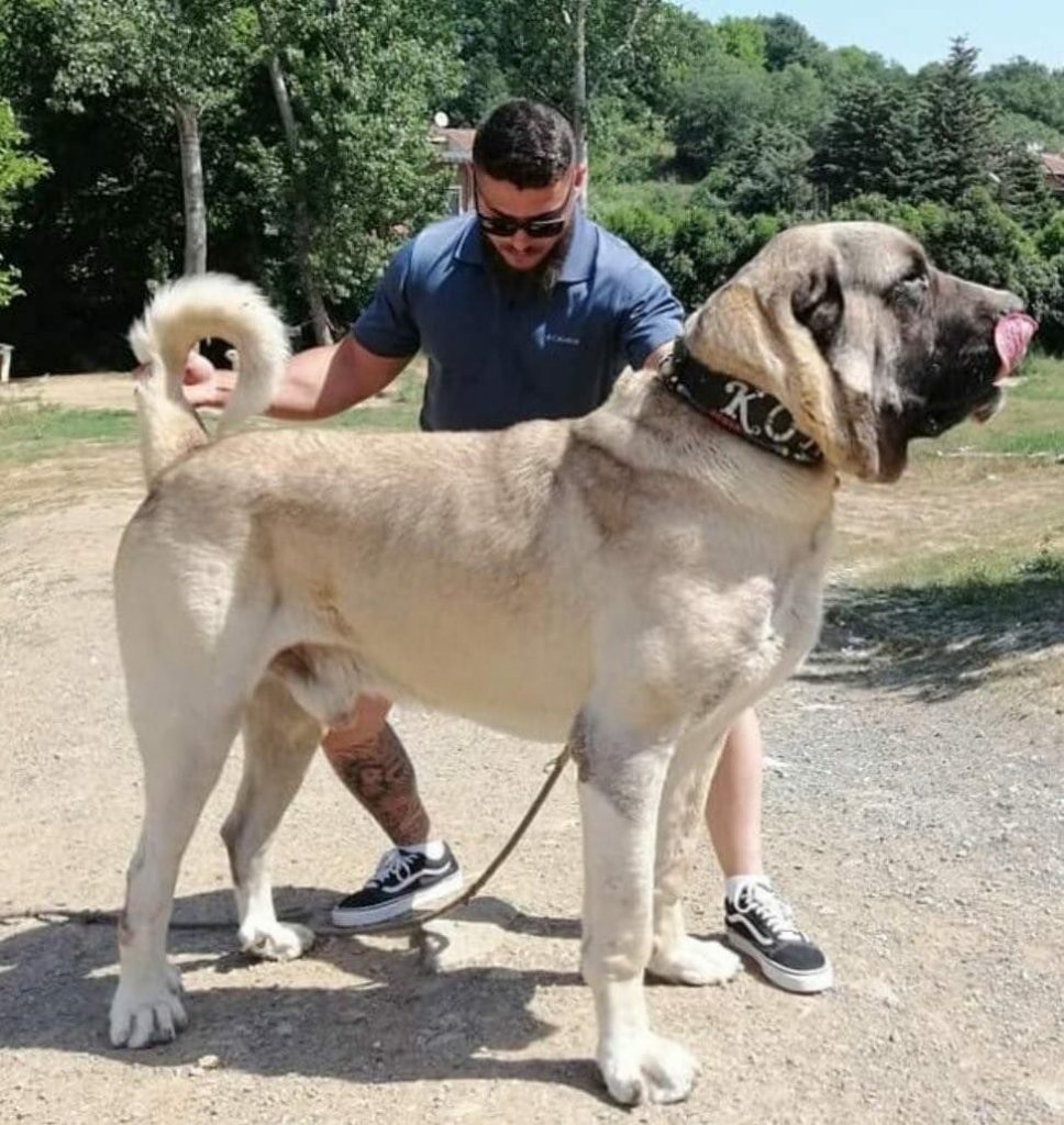 Large Aksaray Malaklisi Dog Outdoor