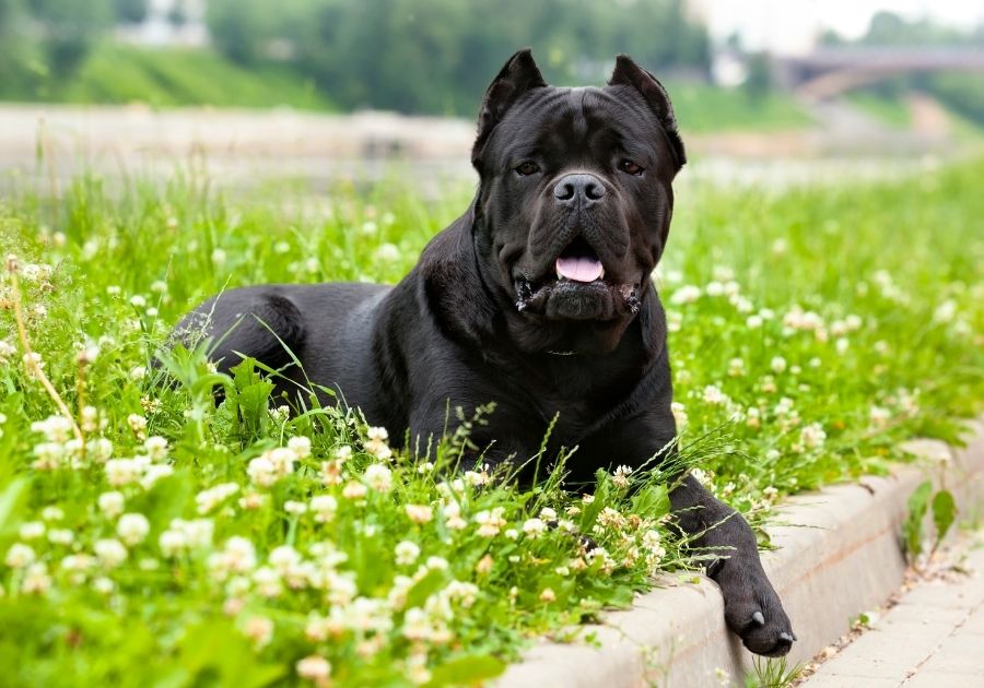 Large Cane Corso Dog Lying on Grass