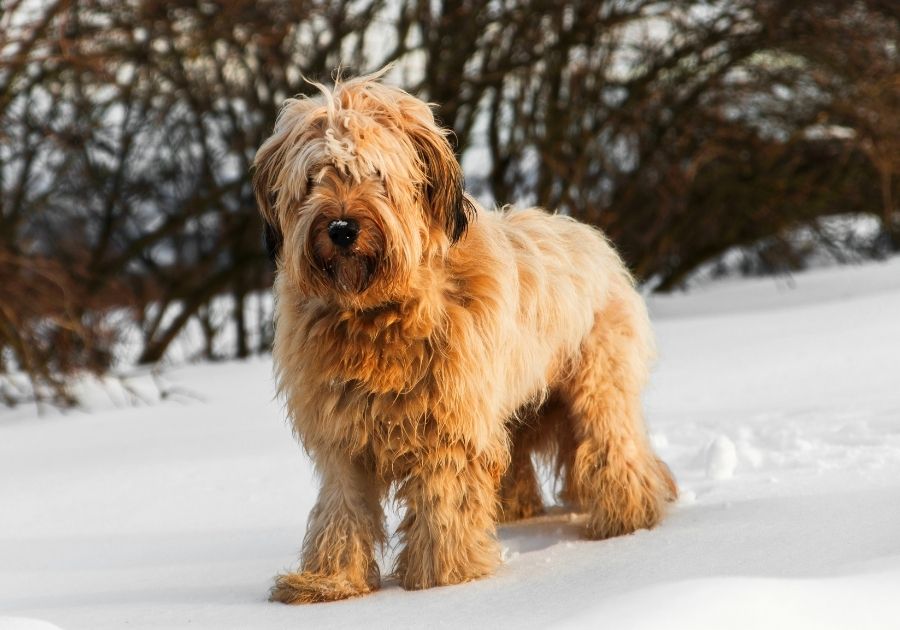 Large Furry Briard Dog Standing on Snow