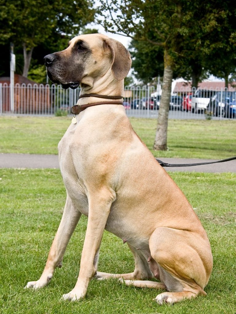 Large Great Dane Dog Sitting on Grass
