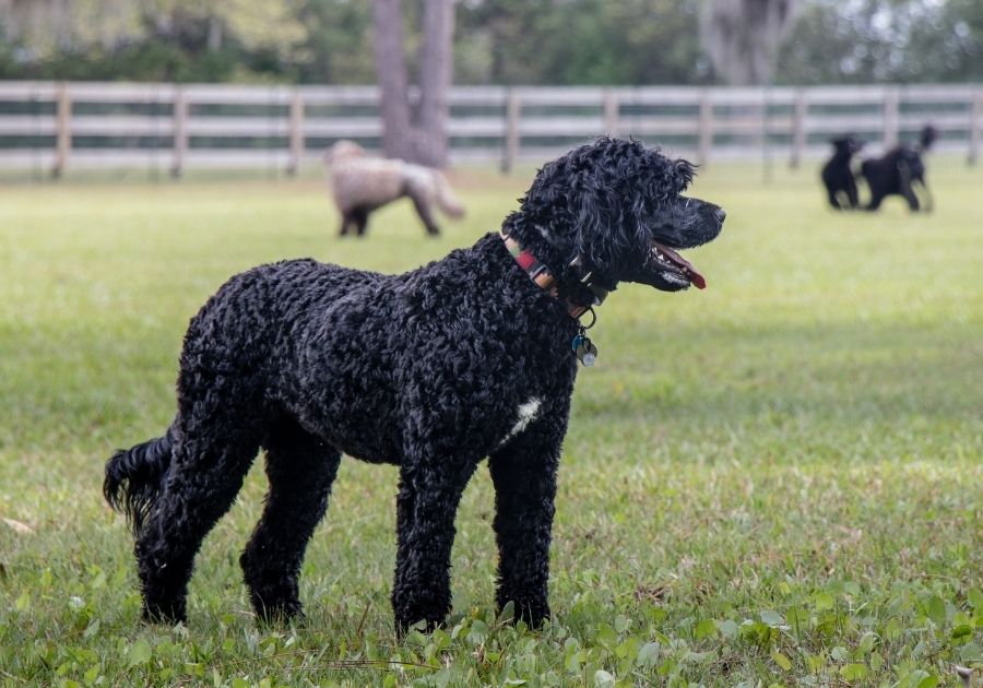 Large Portuguese Water Dog at Dog Park