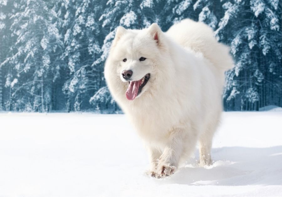 Large Samoyed Dog Walking on Snow