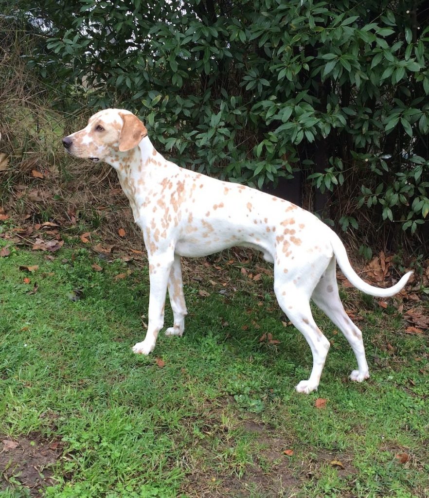 Lemon Dalmatian Dog at Park