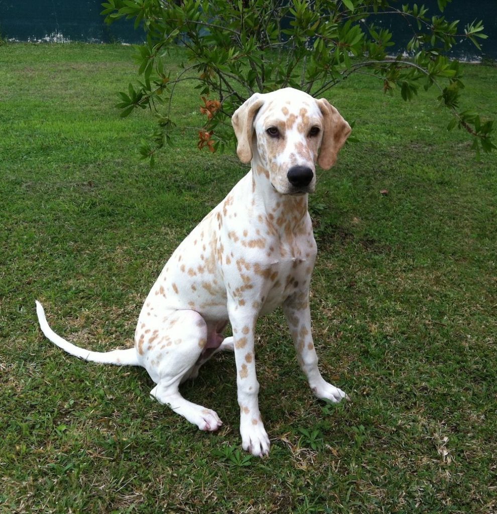 Lemon Spotted Dalmatian Dog Sitting on Grass