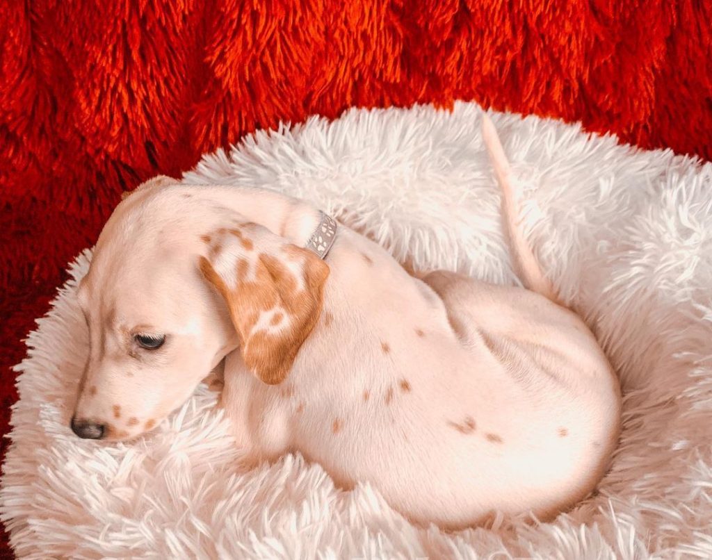 Lemon Spotted Dalmatian Puppy Lying on Dog Bed