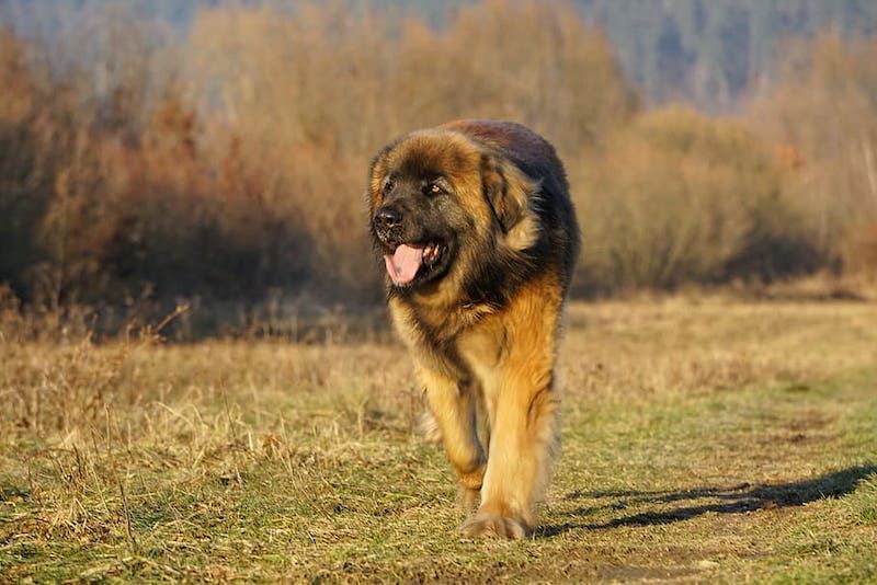 Leonberger Dog Breed