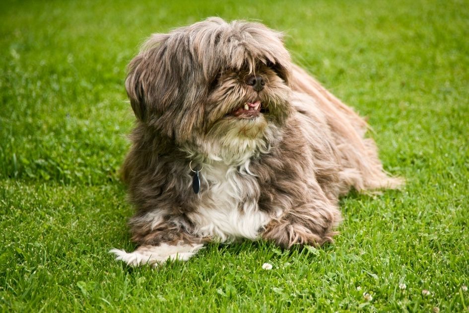 Lhasa Apso Dog