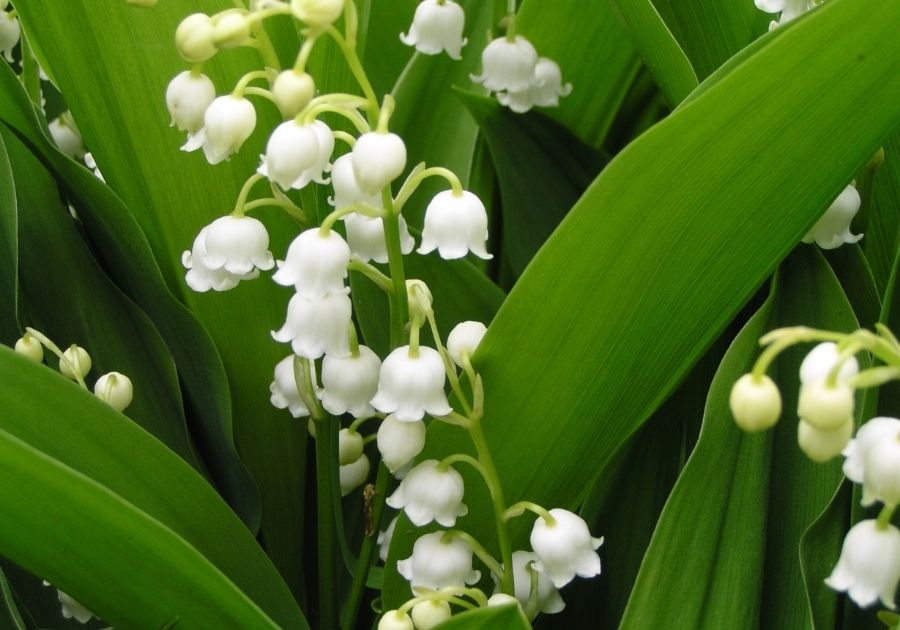 Lily of the Valley Plant with Flower