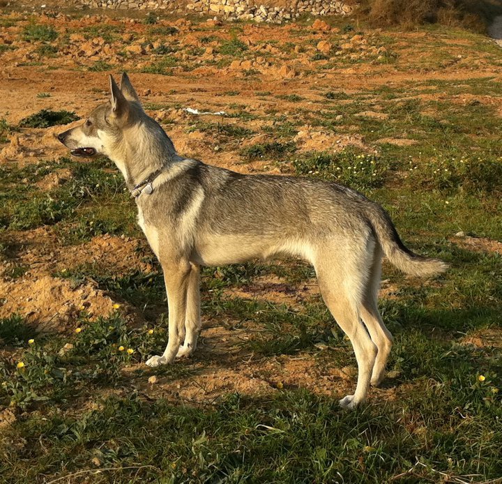 Lobito Herreno - Hierran Wolfdog Standing Sideways on Field