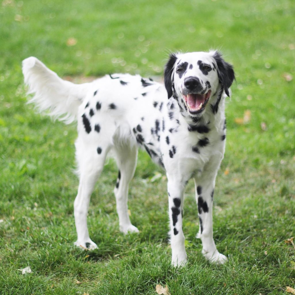 Long Haired Dalmatian Pup Standing on Grass