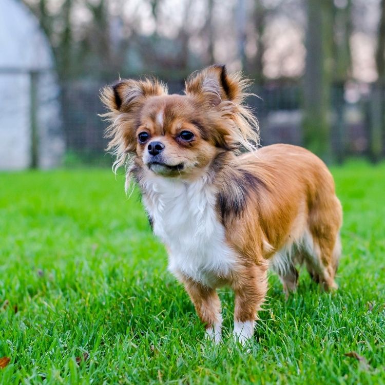 Long-Haired Chihuahua Standing on Grass