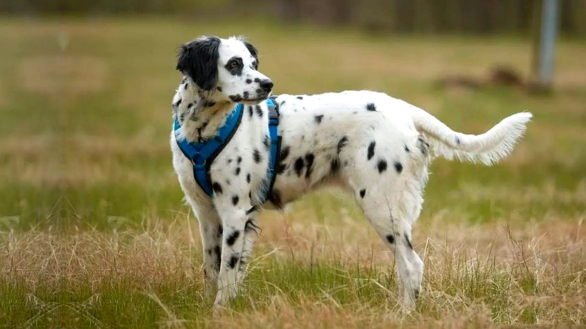 Long Haired Dalmatian Facts, Puppy Price & Guide