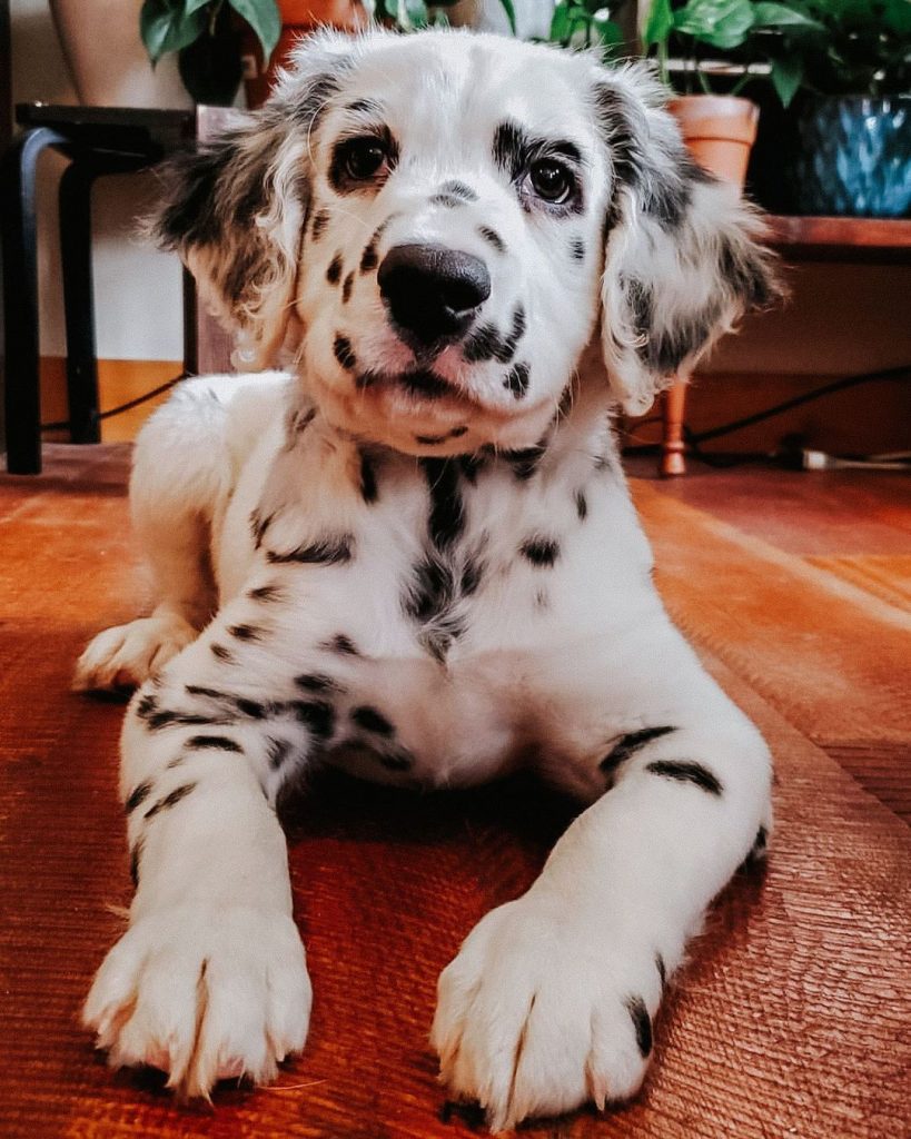 Long Haired Dalmatian Puppy Laying on Floor