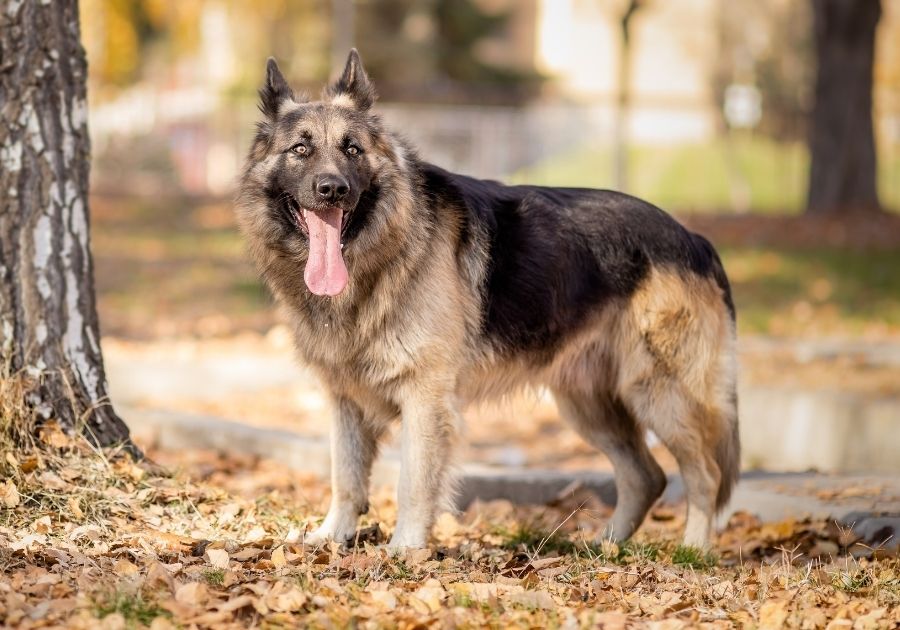 Long-Haired German Shepherd Dog Standing at Park