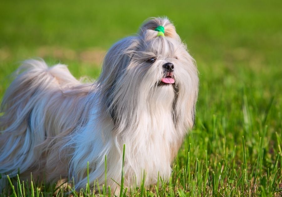 Long Haired Shih Tzu Dog Standing on Grass