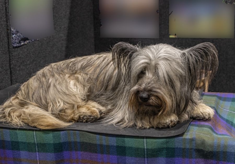 Long-Haired Skye Terrier on Dog Bed