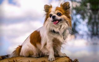 20 Longest Living Dog Breeds (Based On Studies)
