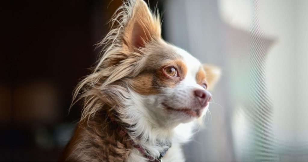 20 Low Maintenance Dogs For Busy & First Time Owners Puplore