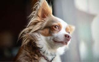 20 Low Maintenance Dogs For Busy & First Time Owners
