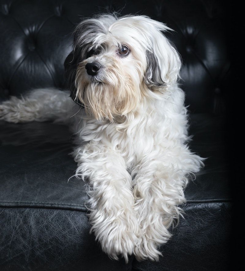 Close Up Lowchen Dog Breed Laying on Sofa