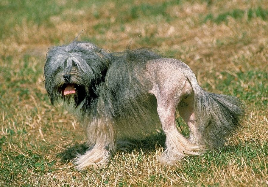 Lowchen or Little Lion Dog Standing on Grass