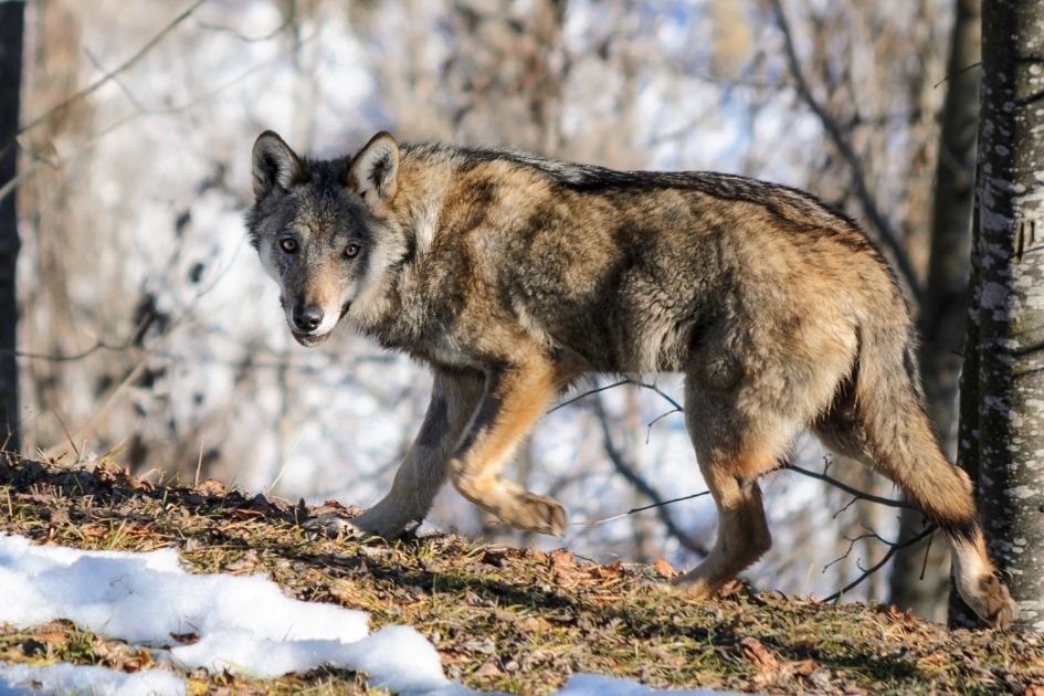 Lupo Italiano (Italian Wolf) in the Wild