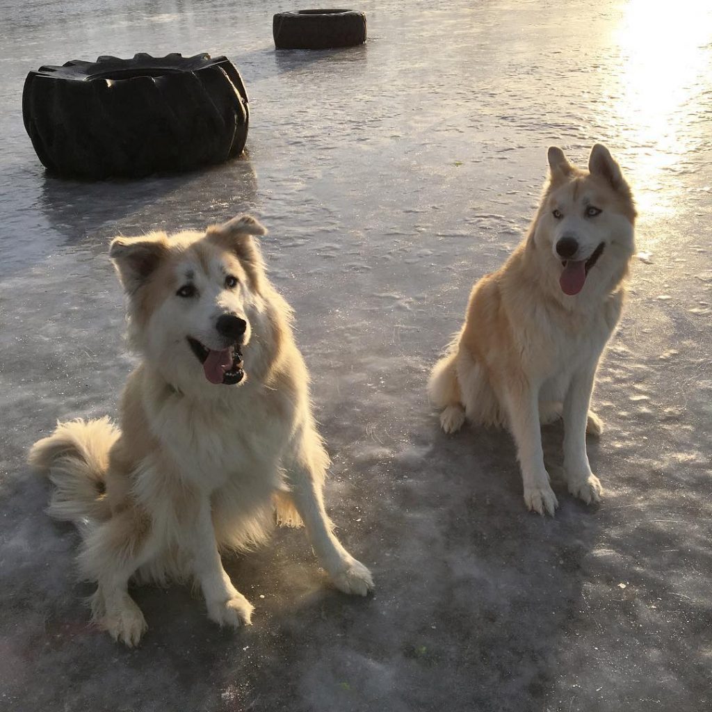 Mackenzie River Huskies Sitting on Ice