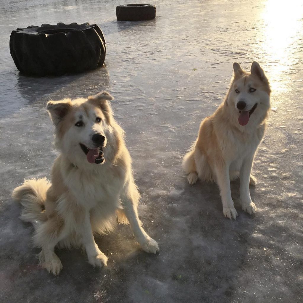 are mackenzie river huskies playful