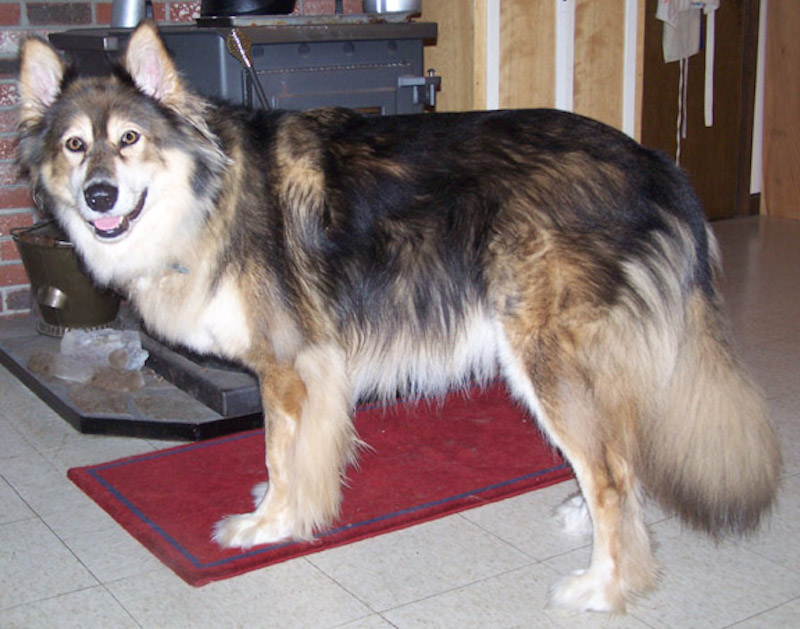 Mackenzie River Husky 