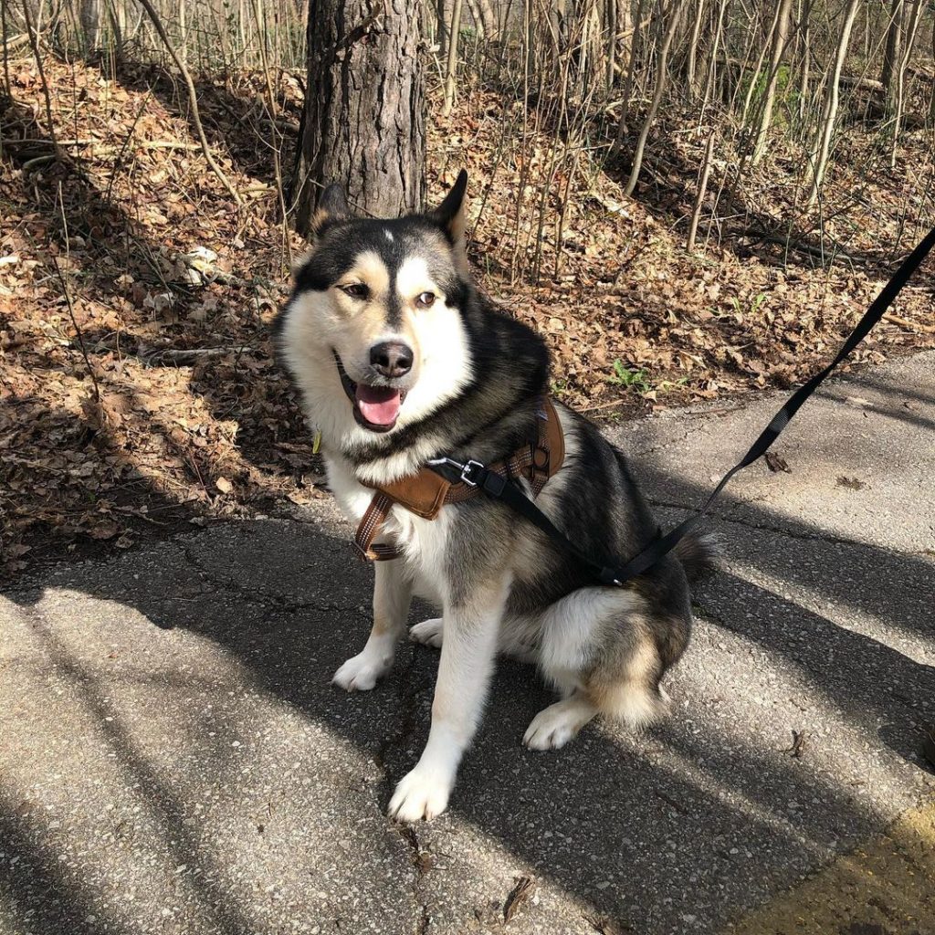 Mackenzie River Husky Dog Sitting on Road