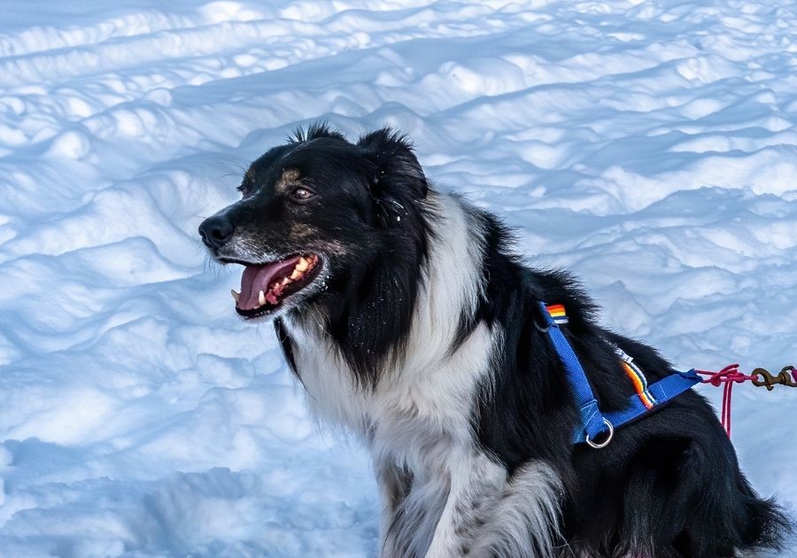 Mackenzie River Husky Resting on Snow Wearing Harness