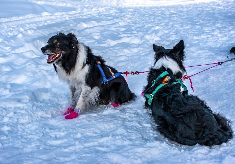 Mackenzie River Husky Sled Dogs Resting on Snow
