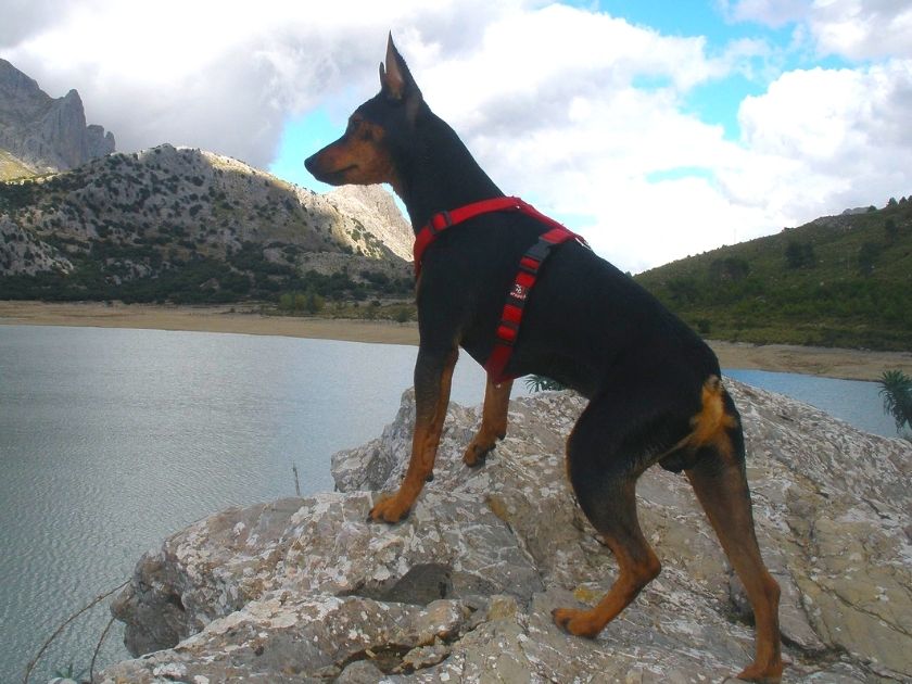 Majorca Ratter Dog Standing on Rock Near Lake