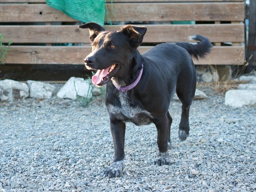 Black Majorca Shepherd Dog Walking on Ground