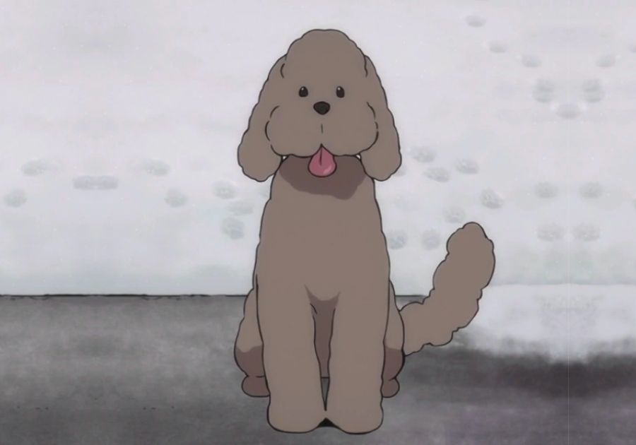 Victor Nikiforov's Poodle Makkachin (from Yuri!!! on Ice)