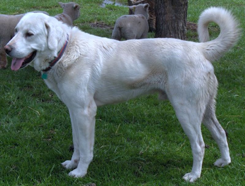 Male Akbash Dog