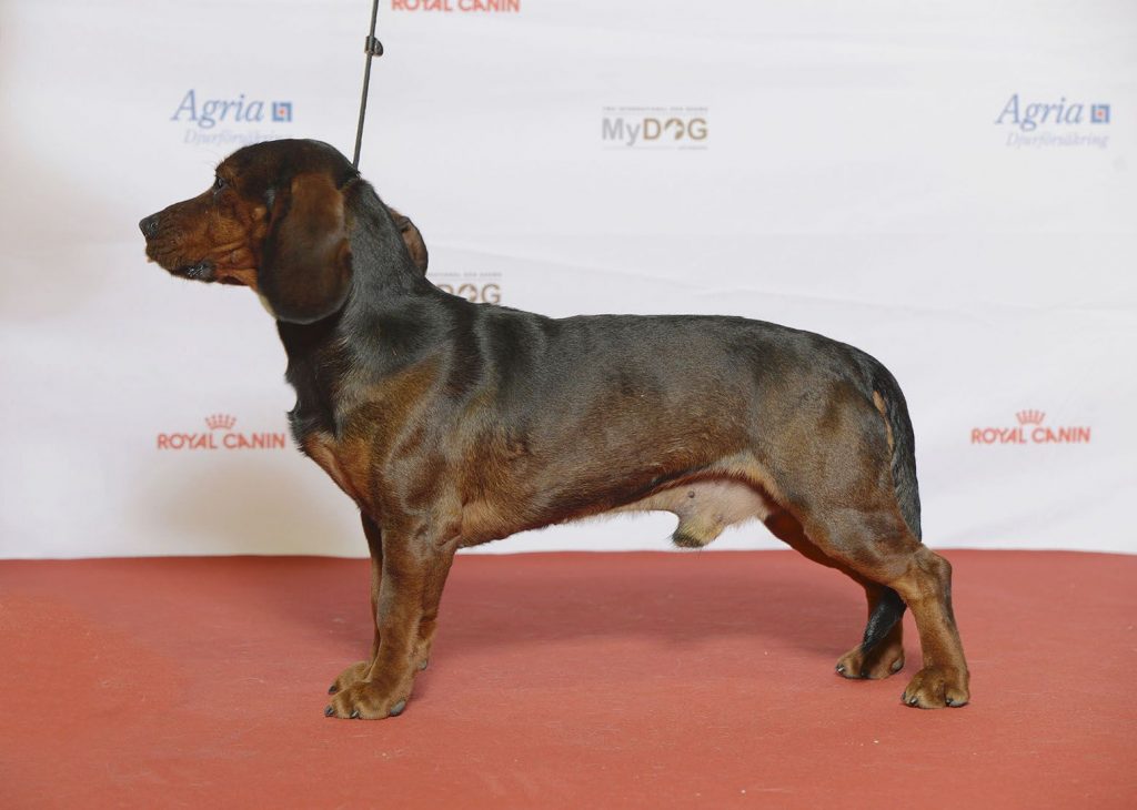 alpine dachsbracke is a mixed breed