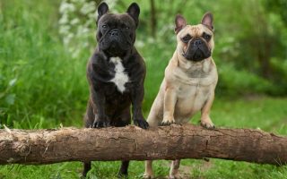 300+ Best Male & Female French Bulldog Names