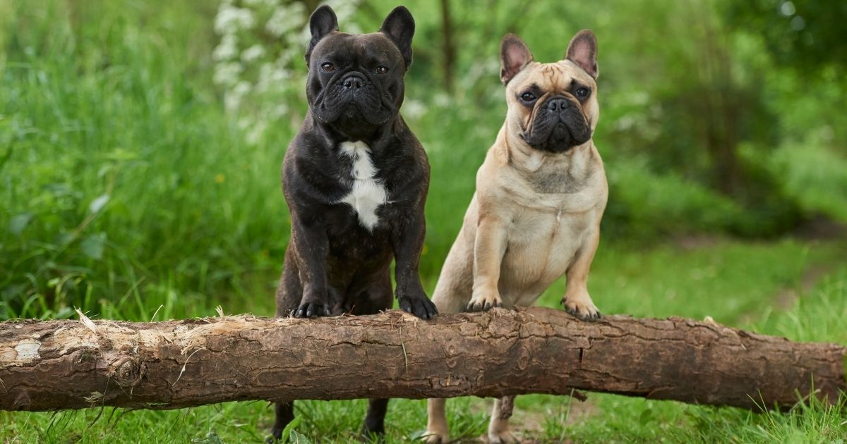 Male & Female French Bulldog Names