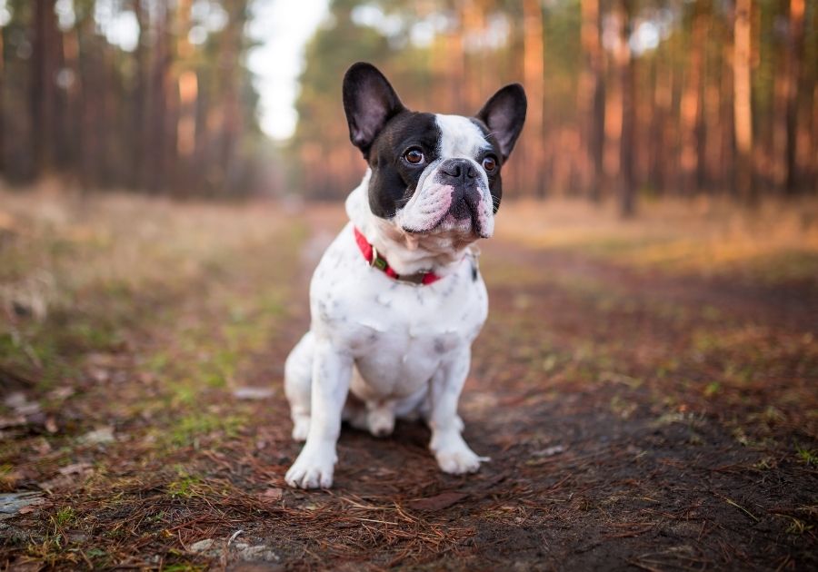 Male French Bulldog Sitting in Forest