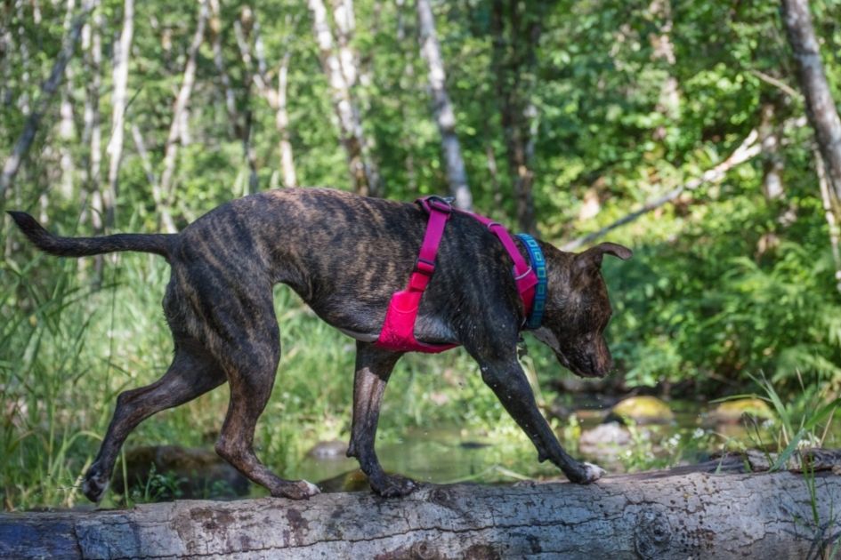 Male Greyhound Pitbull Mix in the Wild