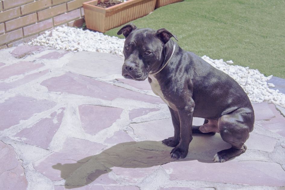 Male Pit Bull Terrier Sitting Looking Aside