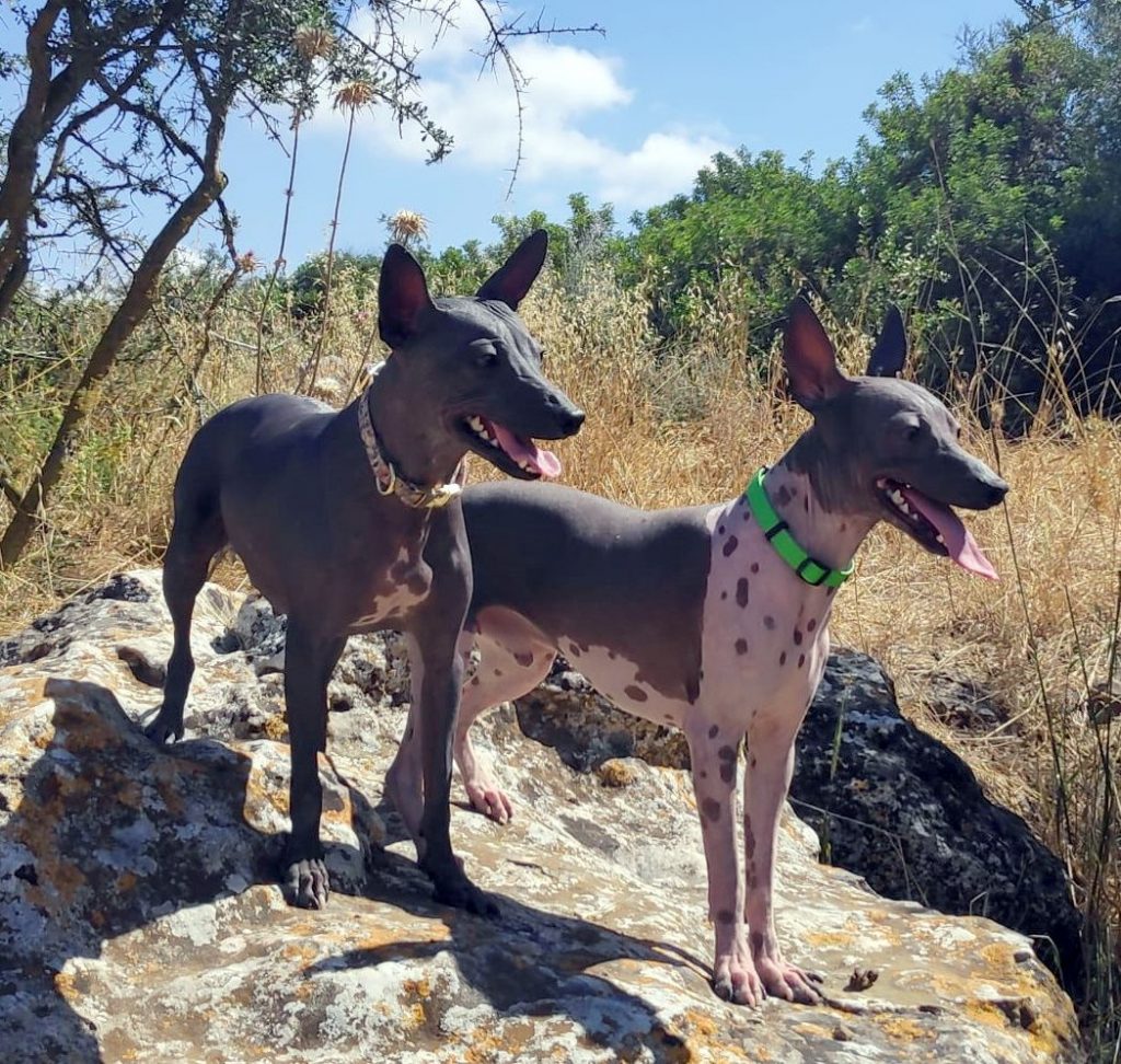 Male and Female American Hairless Terriers
