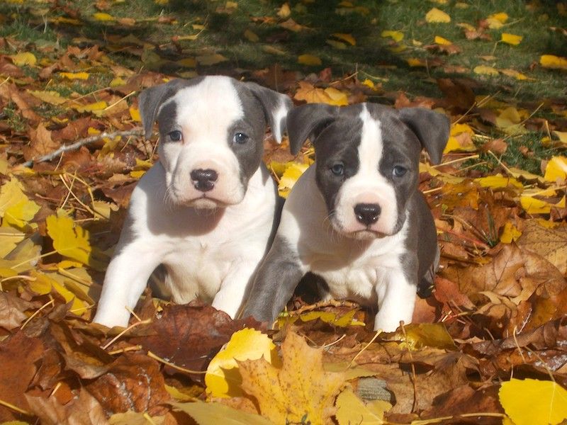 Male and Female American Staffordshire Pups