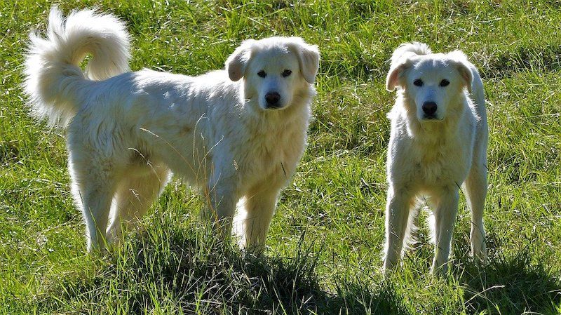 Male vs Female Akbash Dog Breed