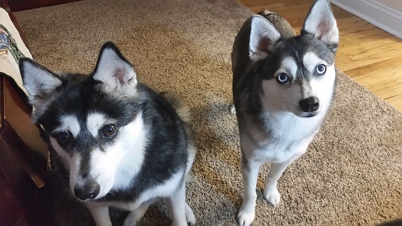 Male vs Female Alaskan Klee Kai