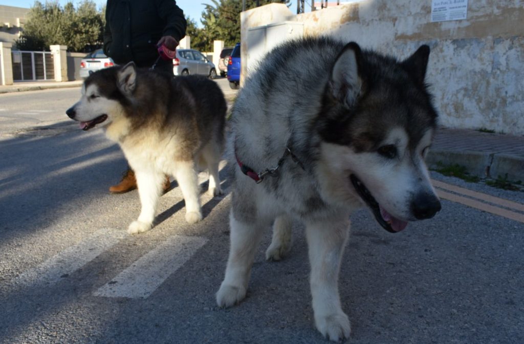 Male vs Female Alaskan Malamute